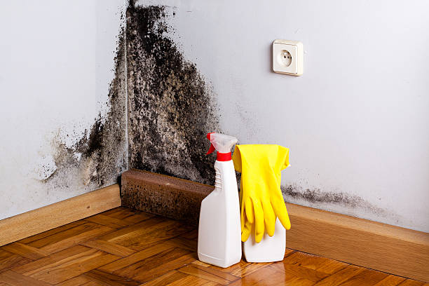 Professional Mold Remediation in Mont Alto, PA